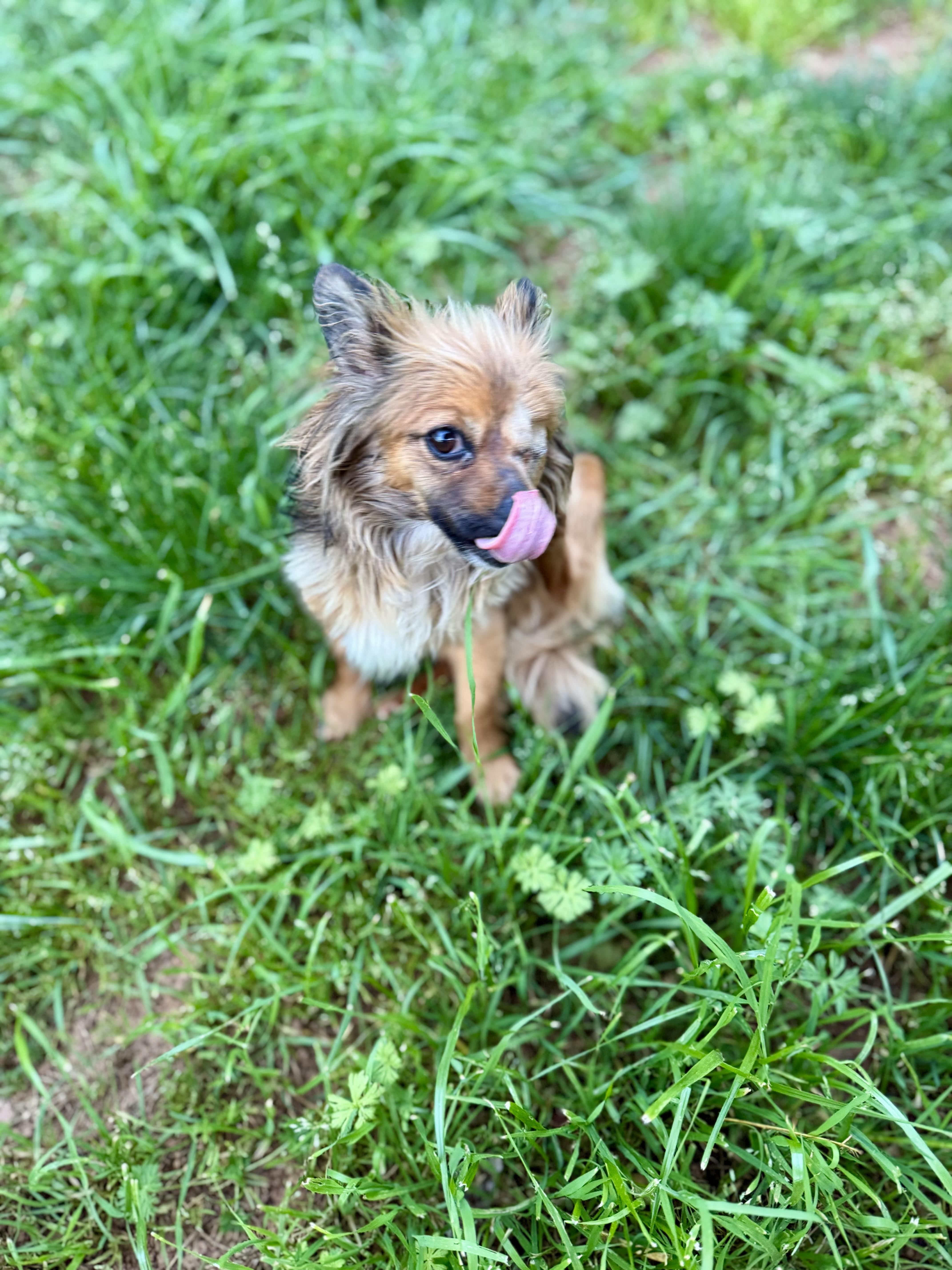 Enlarge Maple, an adopted mixed breed in Columbia, CA image 6/6