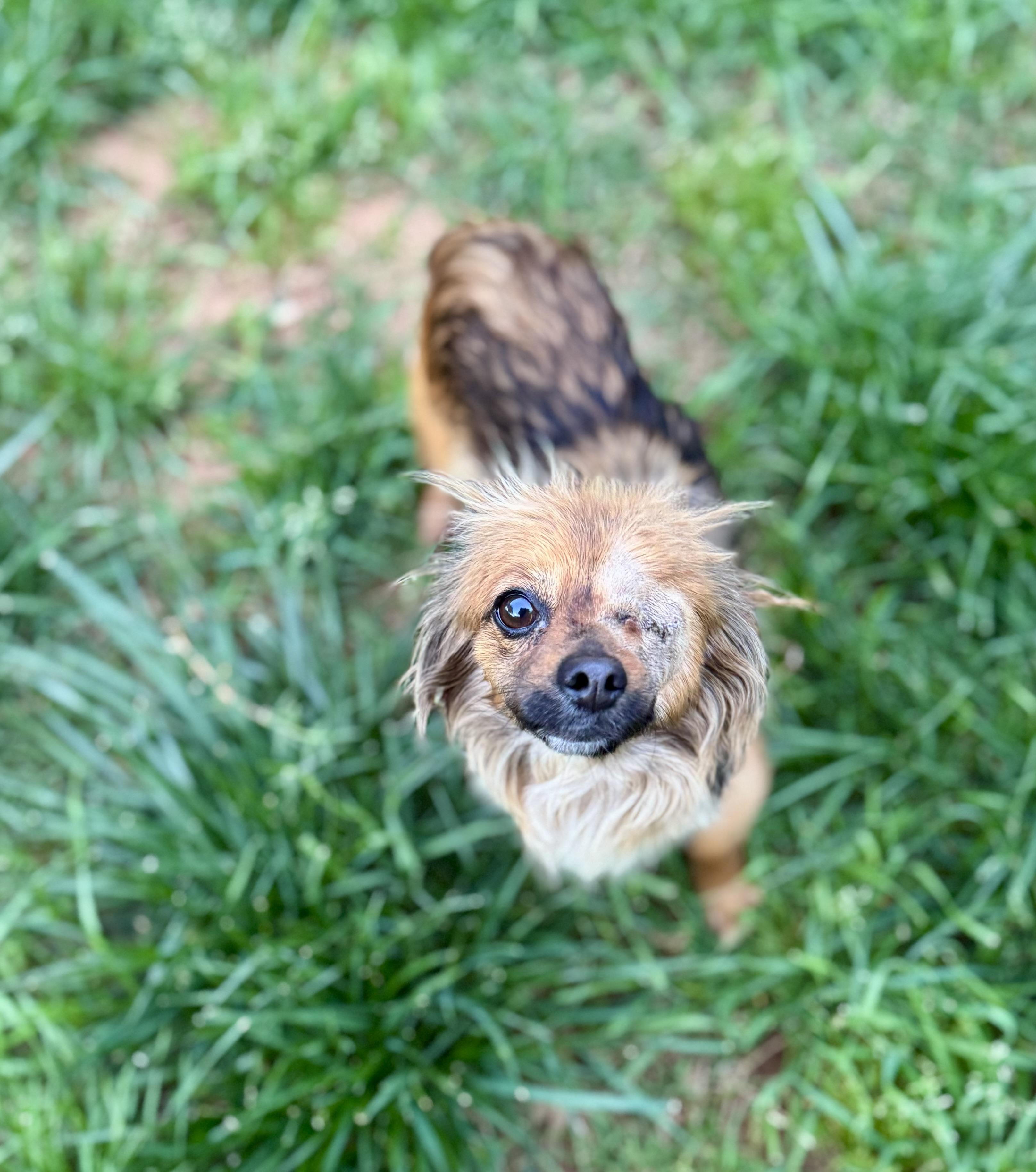 Enlarge Maple, an adopted mixed breed in Columbia, CA image 2/6