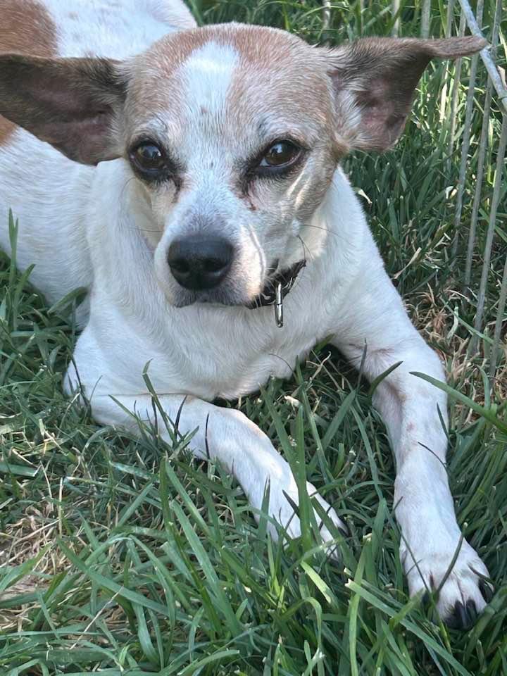 Enlarge Two Bit, a Adopted mixed breed in Star, ID image 1/1