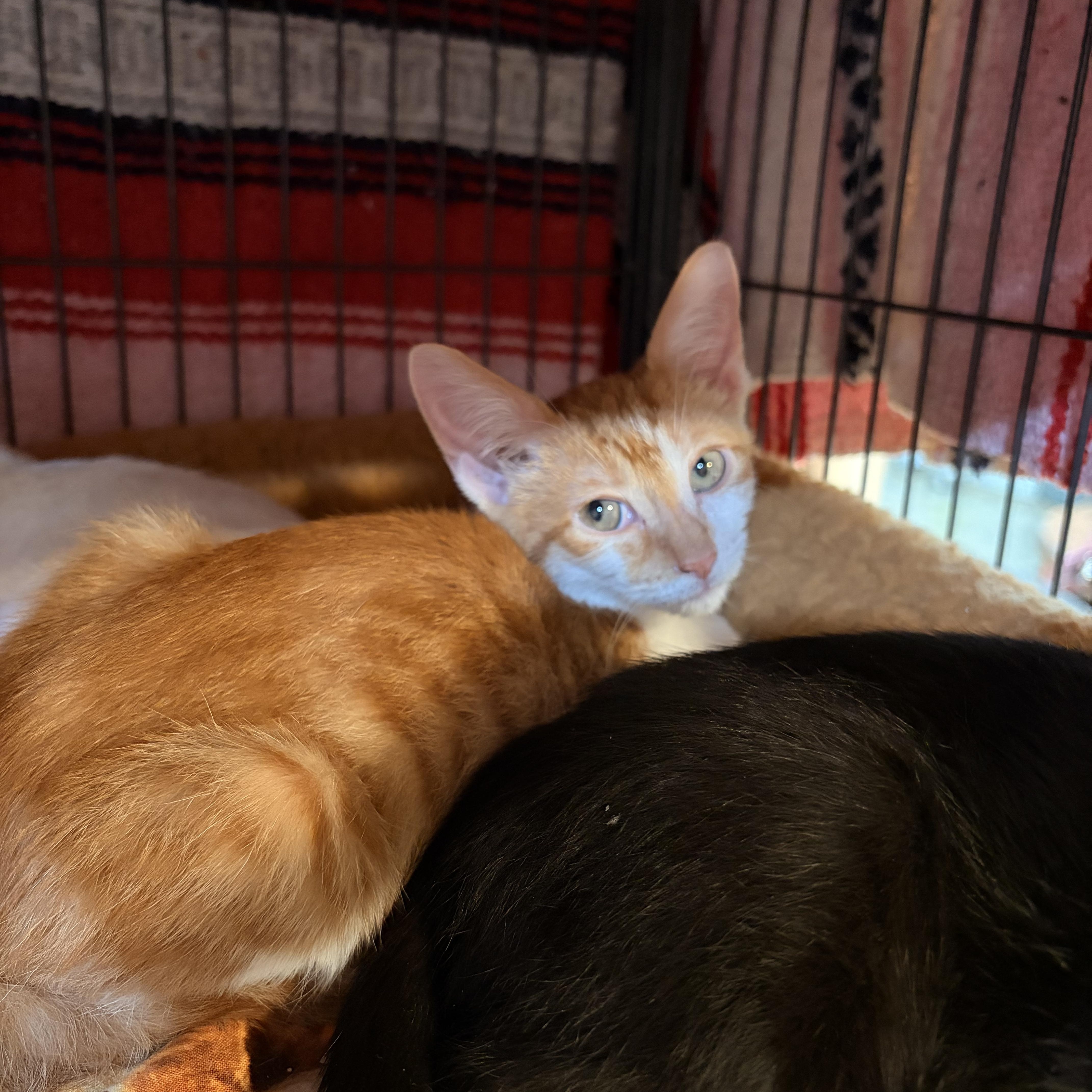 Fred, Adoptable, Young Male Domestic Short Hair.