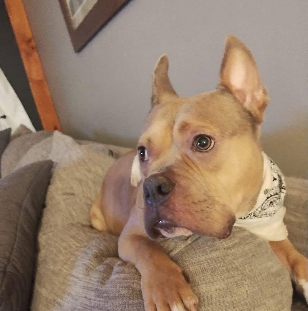 Enlarge Deuce, a Adoptable Pit Bull Terrier in Tenafly, NJ image 1/3