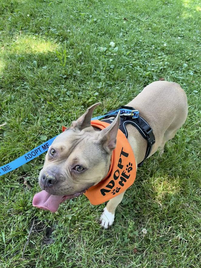 Enlarge Deuce, a Adoptable Pit Bull Terrier in Tenafly, NJ image 2/3