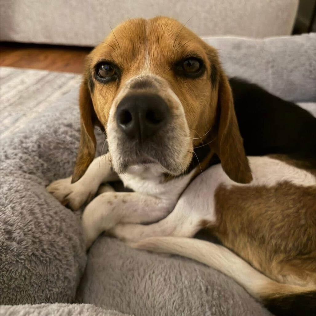 Enlarge Calliope, a Adoptable Beagle in Chantilly, VA image 1/5
