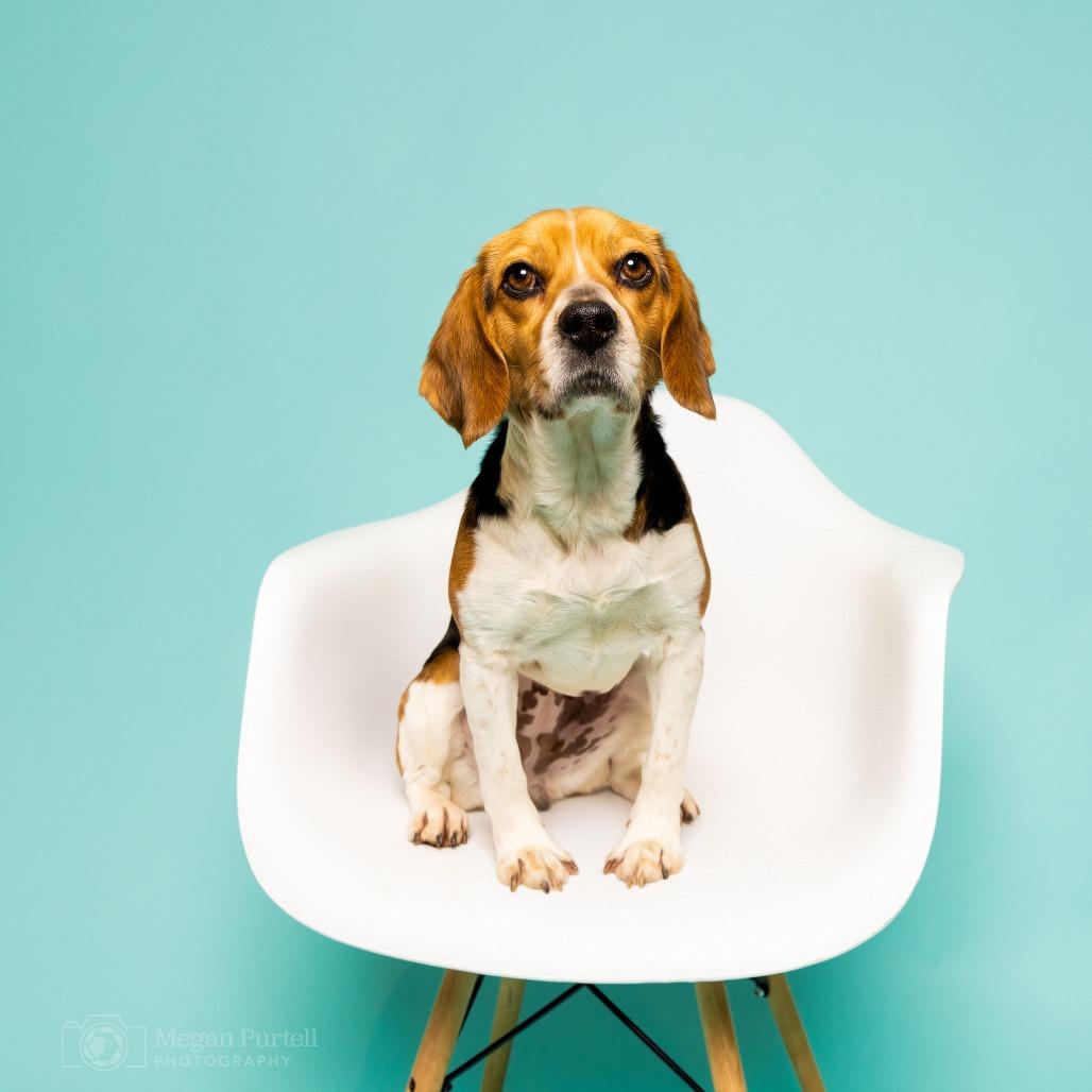 Enlarge Calliope, a Adoptable Beagle in Chantilly, VA image 2/5
