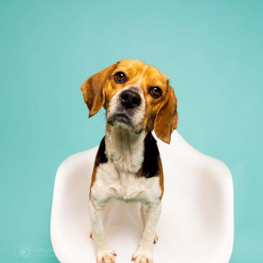 Enlarge Calliope, a Adoptable Beagle in Chantilly, VA image 3/5