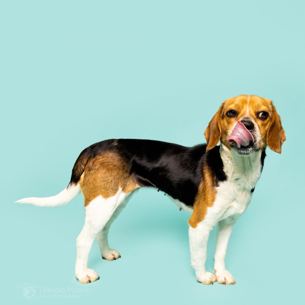 Enlarge Calliope, a Adoptable Beagle in Chantilly, VA image 4/5