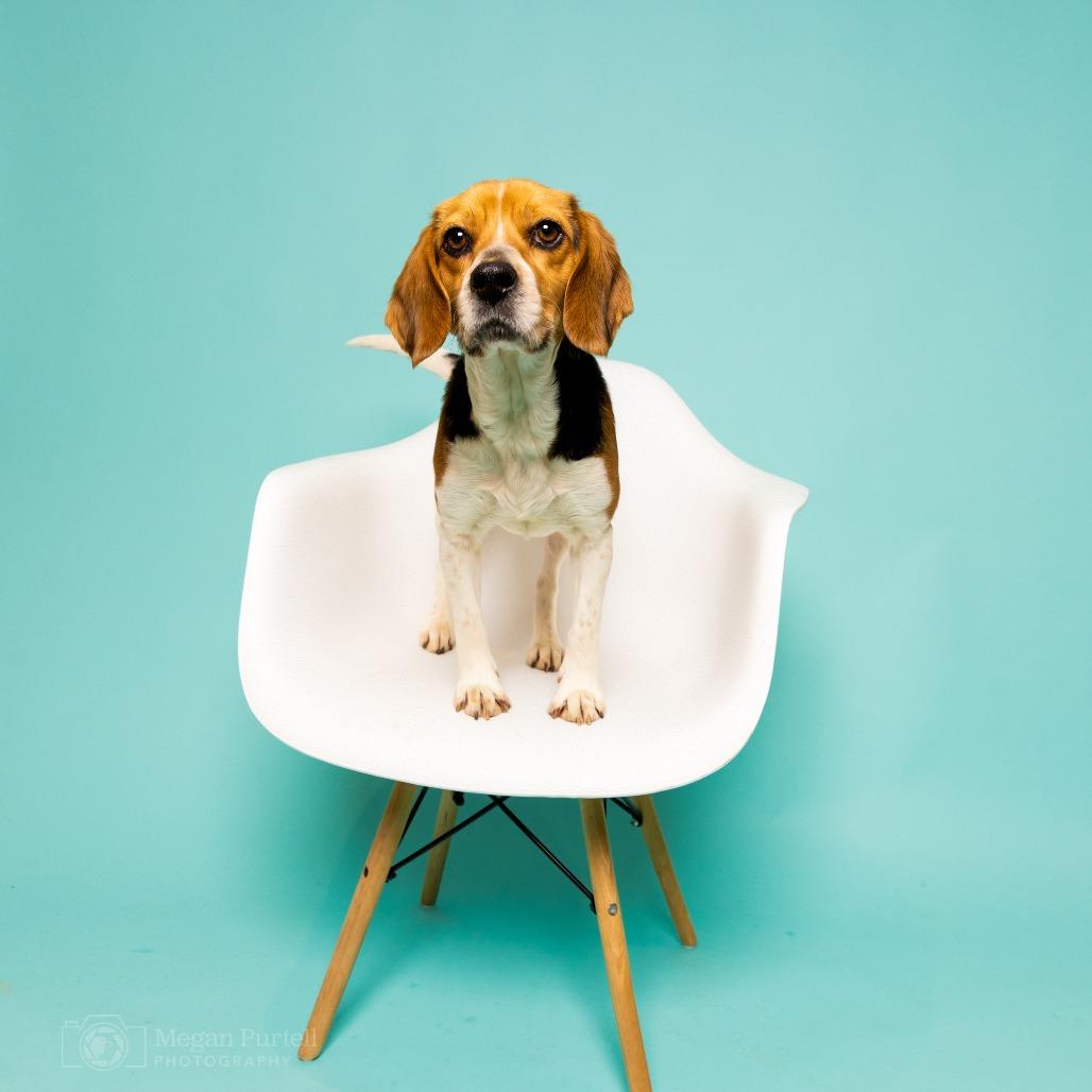 Enlarge Calliope, a Adoptable Beagle in Chantilly, VA image 5/5