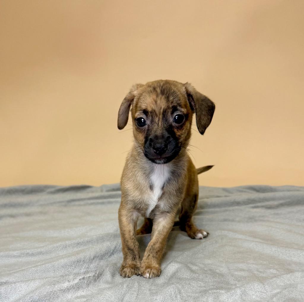 Nick Wilde, Adoptable, Puppy Male Chihuahua.