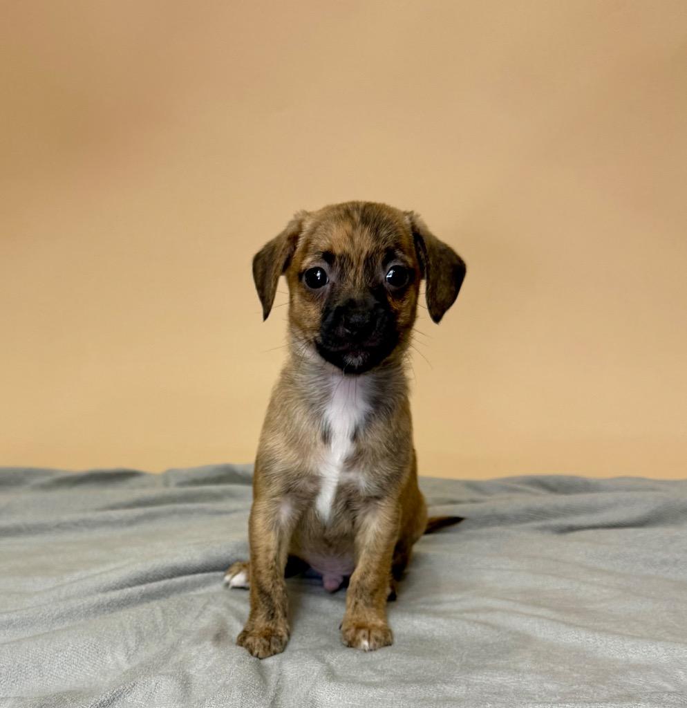 Nick Wilde, a Adoptable Chihuahua in Alvin, TX image 2/2