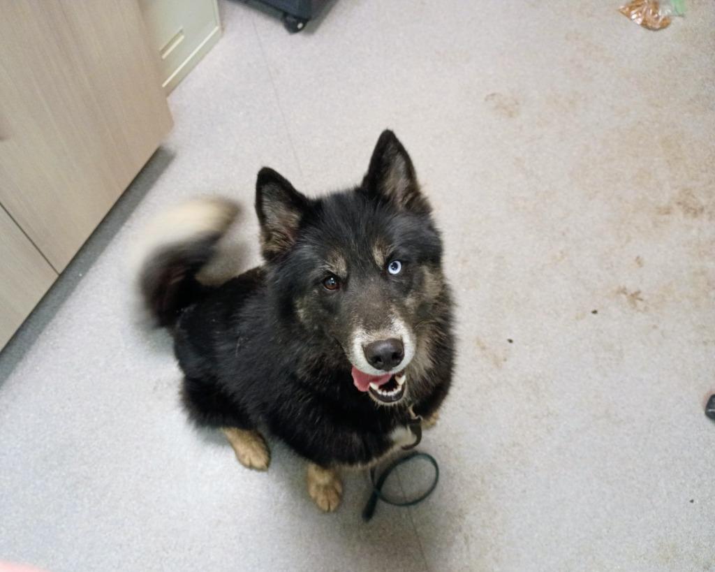 Enlarge Enzo, a Adoptable Husky in La Porte, IN image 1/1