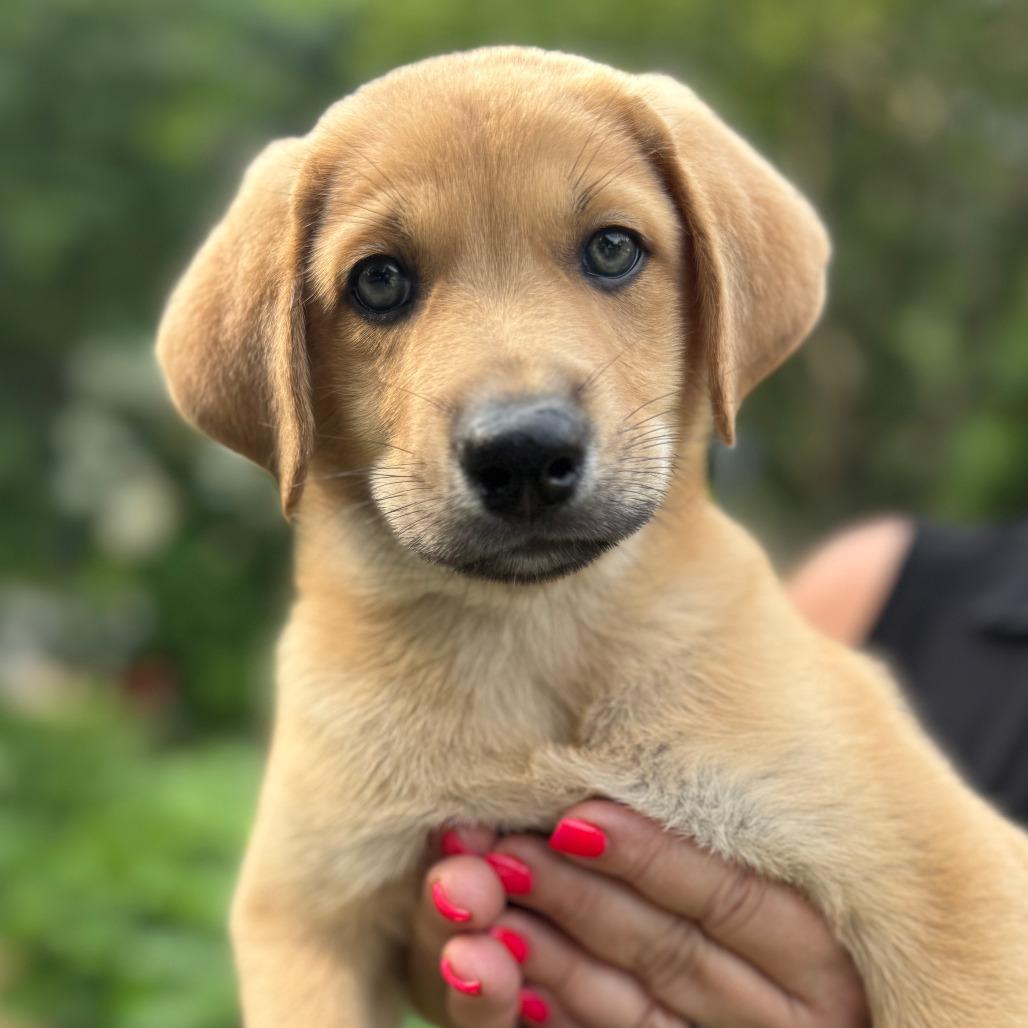 Enlarge NY Astro (Foster in Stormville), a Adoptable mixed breed in Stormville, NY image 4/6