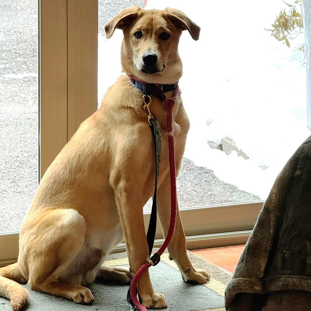 NY Astro (Foster in Stormville), Adoptable, Young Male Poodle & Retriever.