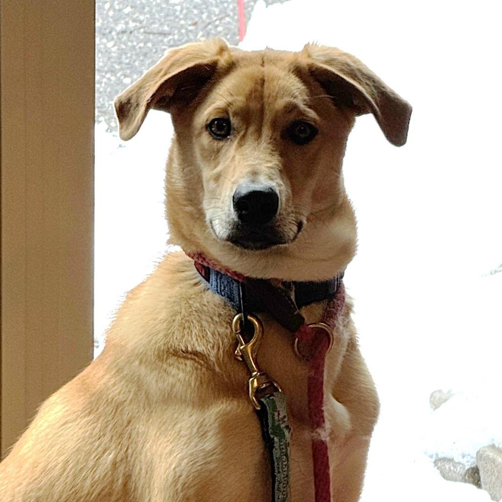 Enlarge NY Astro (Foster in Stormville), a Adoptable mixed breed in Stormville, NY image 5/6