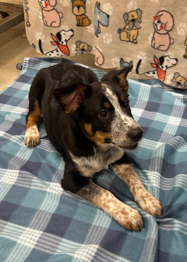 Enlarge BULLET ~ PUPPY!, a Adoptable mixed breed in Ashland, OH image 3/6