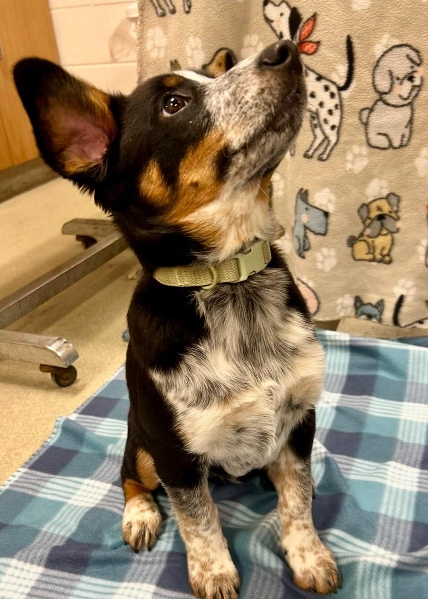 Enlarge BULLET ~ PUPPY!, a Adoptable mixed breed in Ashland, OH image 2/6