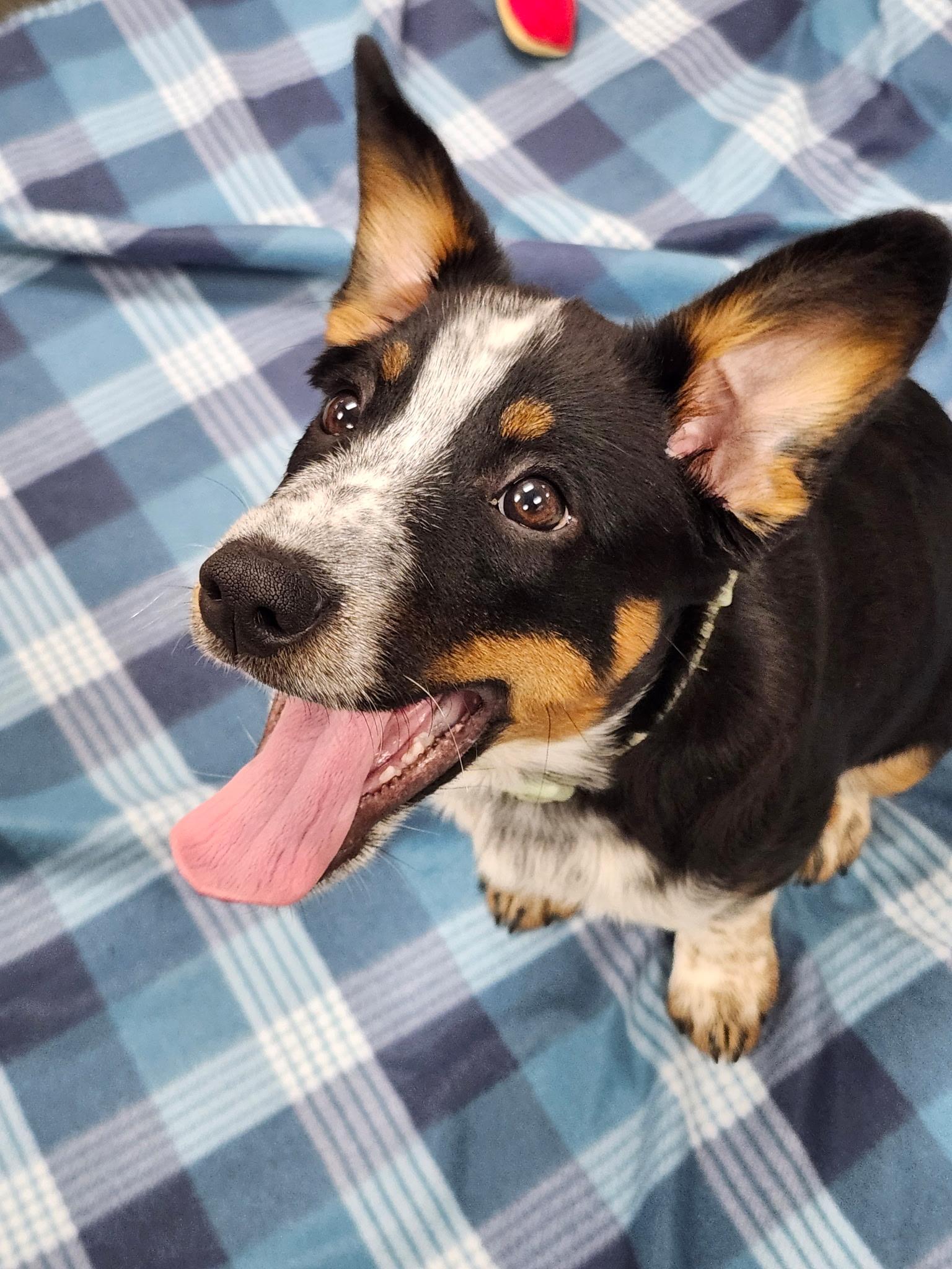 Enlarge BULLET ~ PUPPY!, a Adoptable mixed breed in Ashland, OH image 5/6