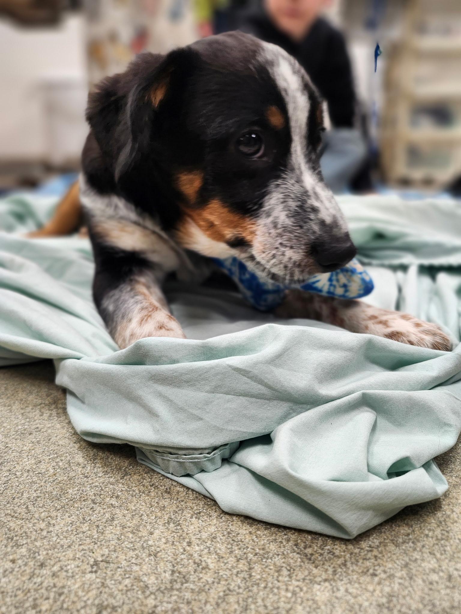 Enlarge BULLET ~ PUPPY!, a Adoptable mixed breed in Ashland, OH image 6/6