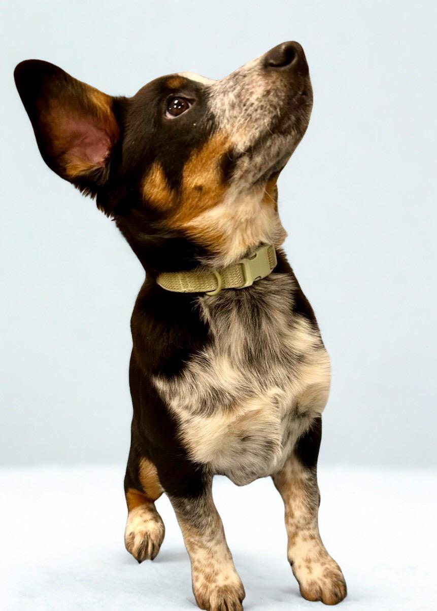 Enlarge BULLET ~ PUPPY ~ UPDATE ~ VIDEO, a Adoptable mixed breed in Ashland, OH image 3/6