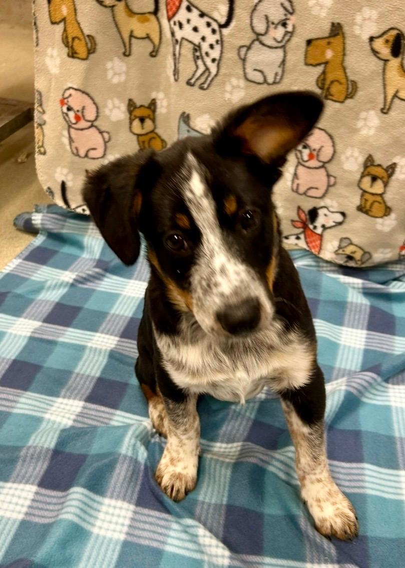 Enlarge BULLET ~ PUPPY!, a Adoptable mixed breed in Ashland, OH image 4/6