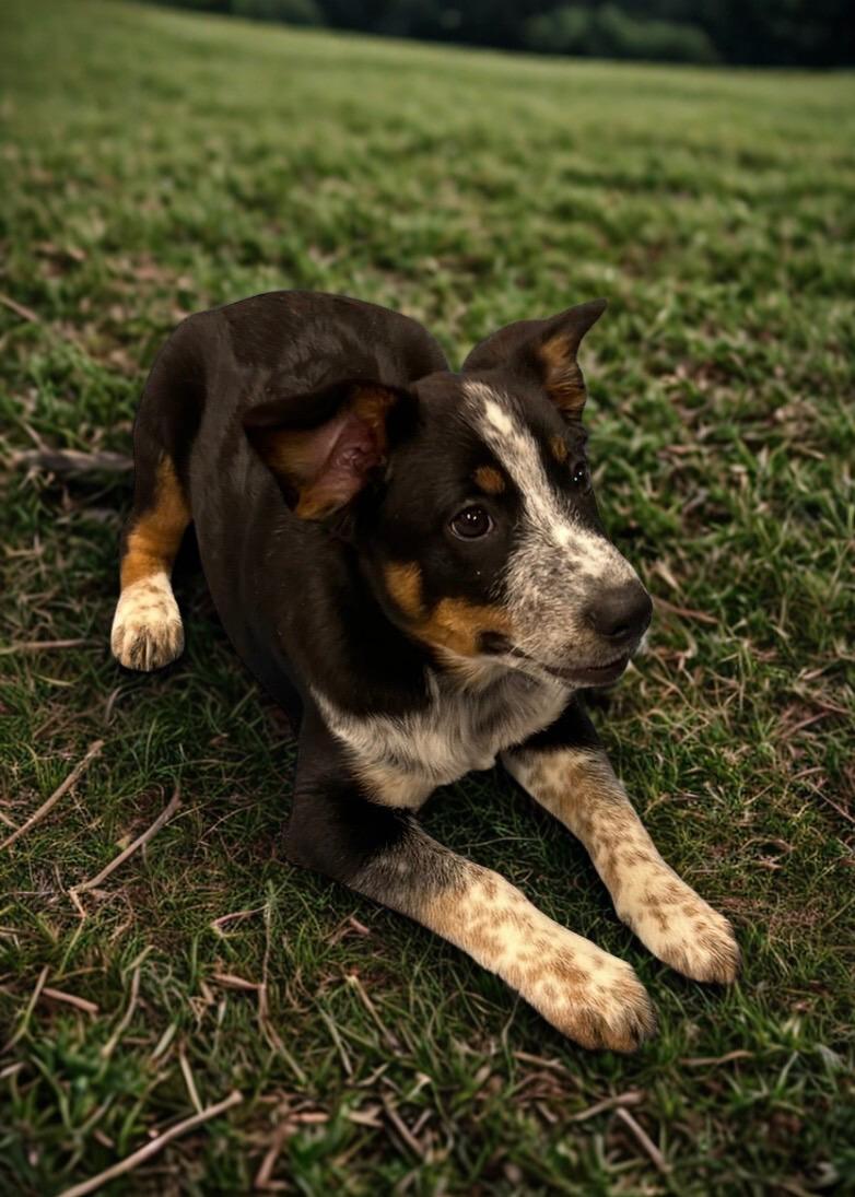 Enlarge BULLET ~ PUPPY ~ UPDATE ~ VIDEO, a Adoptable mixed breed in Ashland, OH image 2/6