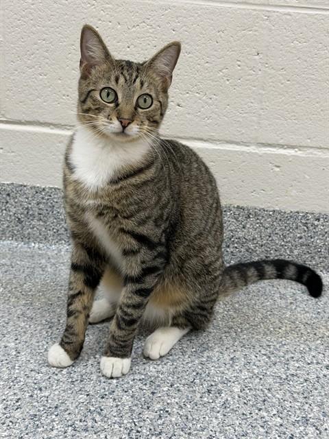 SKITTLES, Adoptable, Young Male Domestic Short Hair.