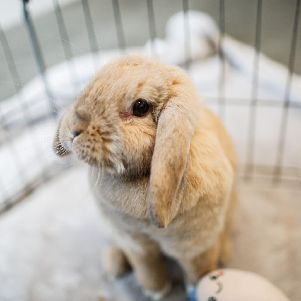Daisy Jane Bonded with Lilly Lou, a Adoptable Holland Lop in Dover, NH image 1/5