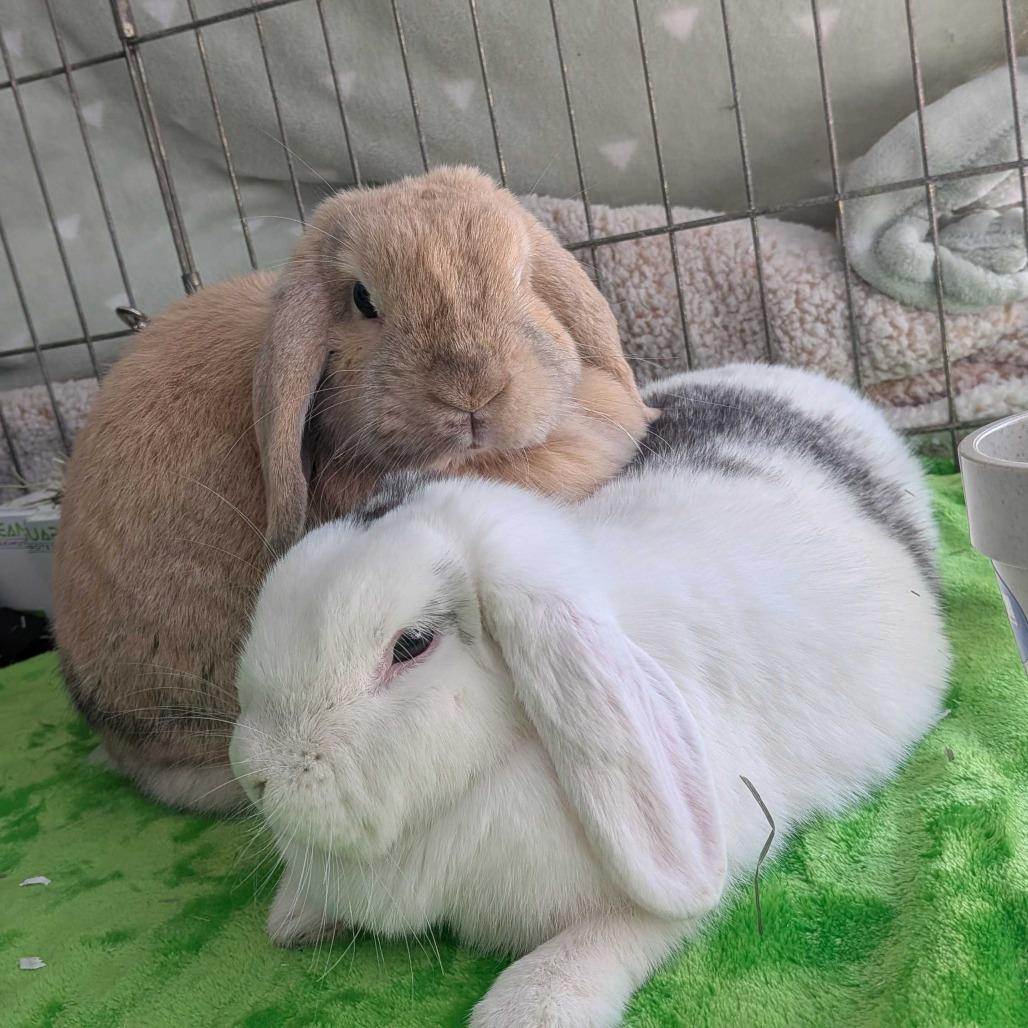 Daisy Jane Bonded with Lilly Lou, a Adoptable Holland Lop in Dover, NH image 2/5
