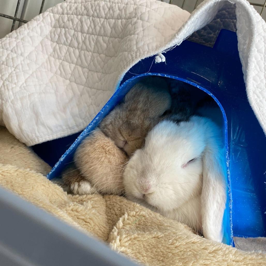 Daisy Jane Bonded with Lilly Lou, a Adoptable Holland Lop in Dover, NH image 3/5