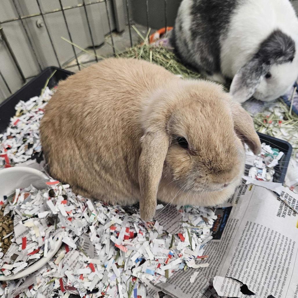 Enlarge Daisy Jane Bonded with Lilly Lou, a Adoptable Holland Lop in Dover, NH image 1/1