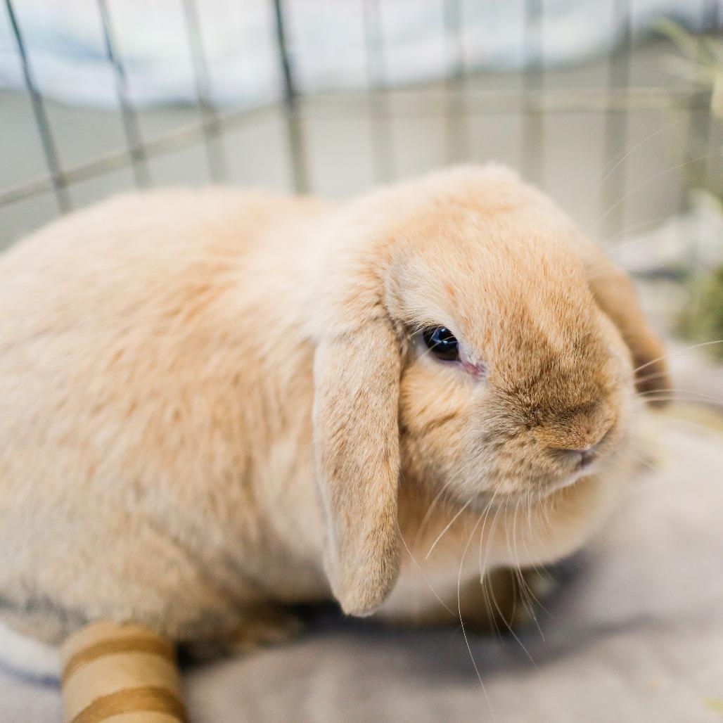 Daisy Jane Bonded with Lilly Lou, a Adoptable Holland Lop in Dover, NH image 5/5