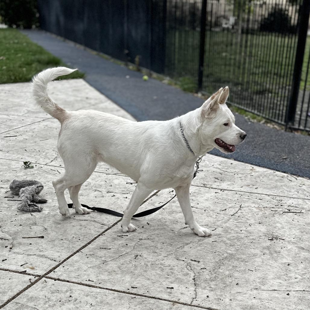 Enlarge Matilda - ECAS, a Adoptable mixed breed in Pleasanton, CA image 2/6