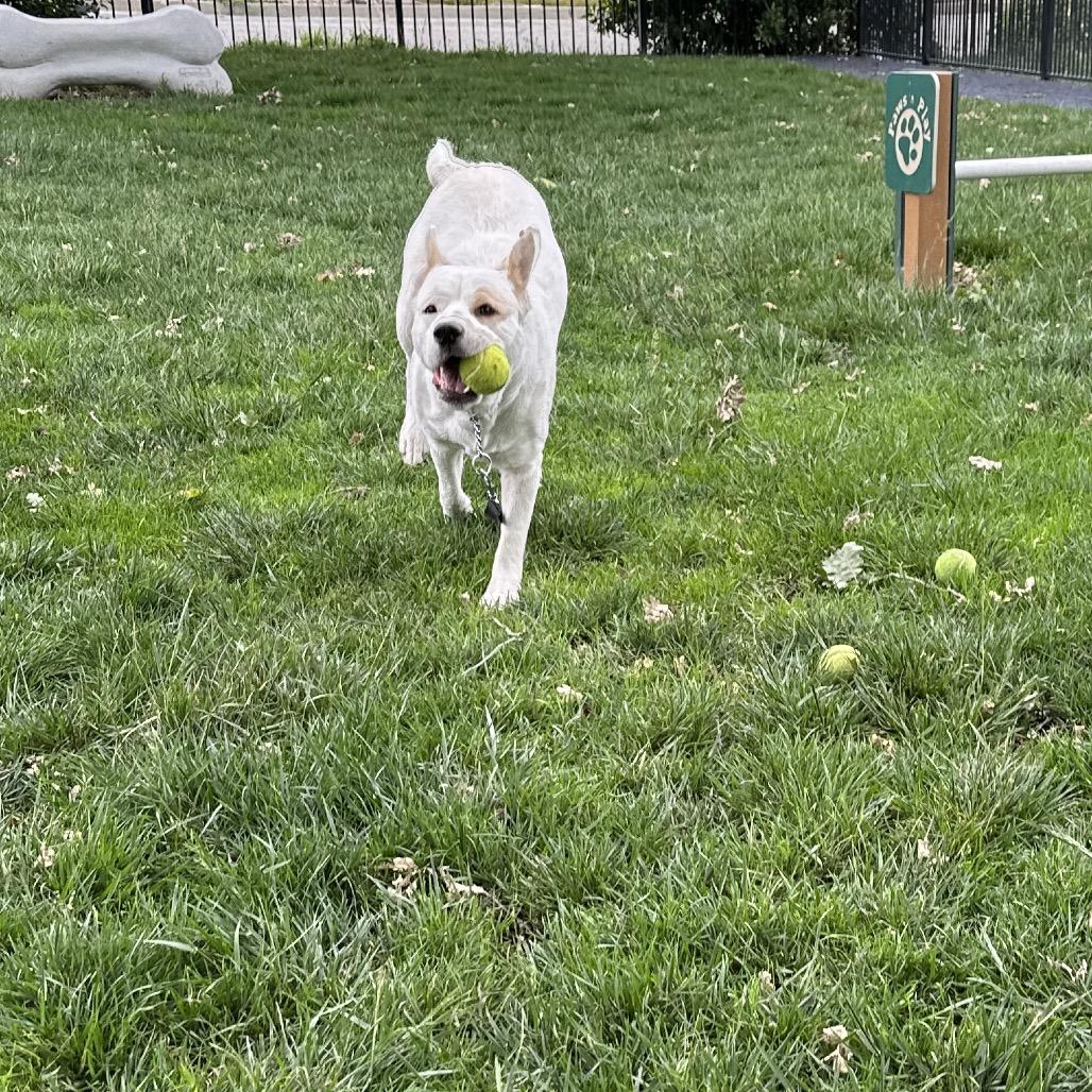 Matilda - ECAS, a Adoptable mixed breed in Pleasanton, CA image 3/6