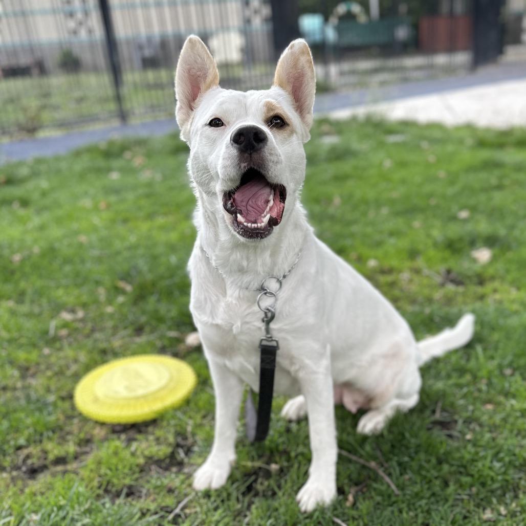 Enlarge Matilda - ECAS, a Adoptable mixed breed in Pleasanton, CA image 3/6