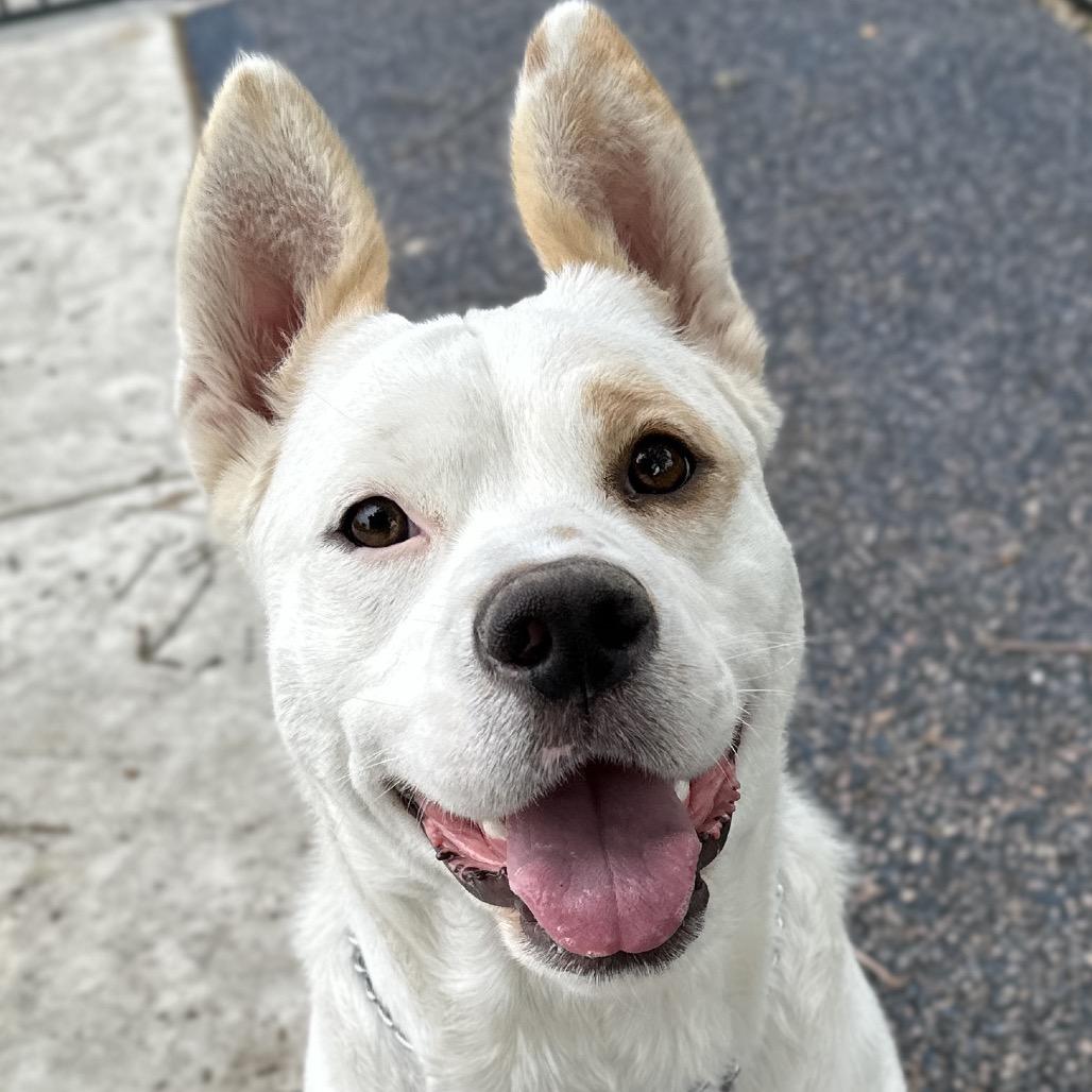 Enlarge Matilda - ECAS, a Adoptable mixed breed in Pleasanton, CA image 4/5