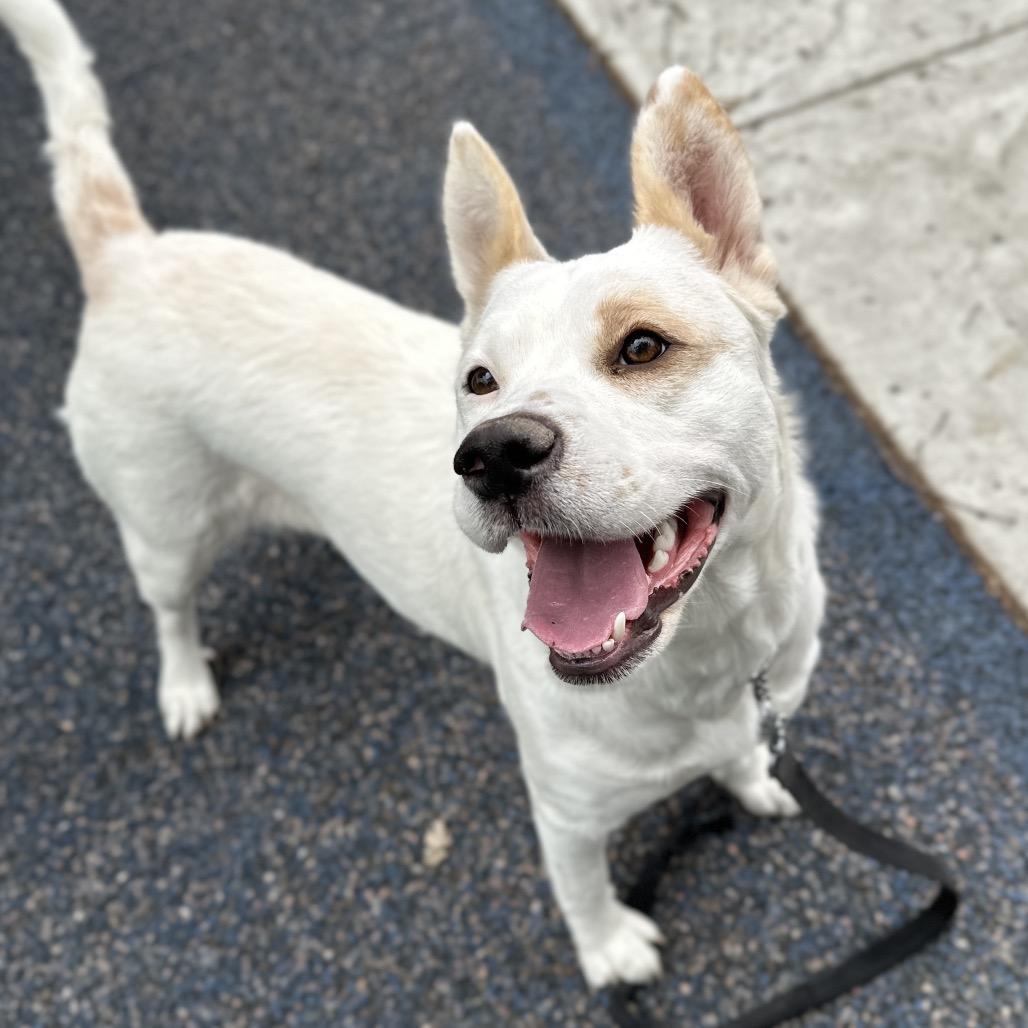 Enlarge Matilda - ECAS, a Adoptable mixed breed in Pleasanton, CA image 5/6