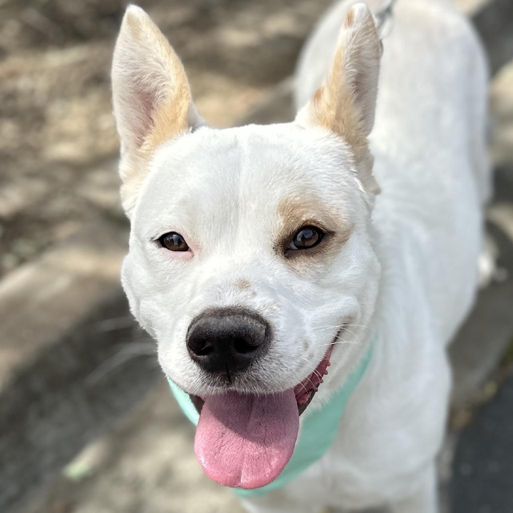 Enlarge Matilda - ECAS, a Adoptable mixed breed in Pleasanton, CA image 6/6