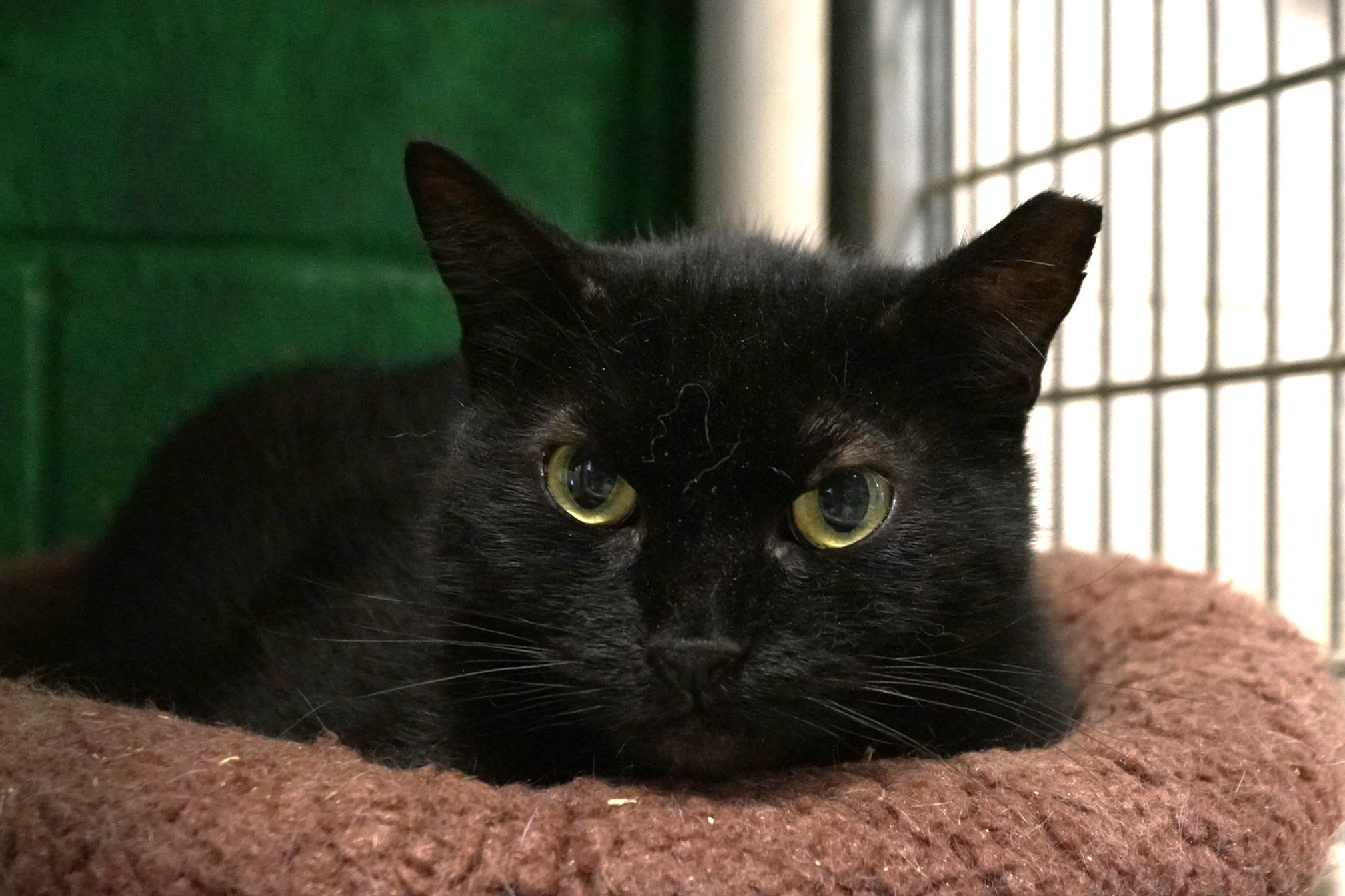 Enlarge Cassette, a Adoptable Domestic Short Hair in New Milford, CT image 3/6