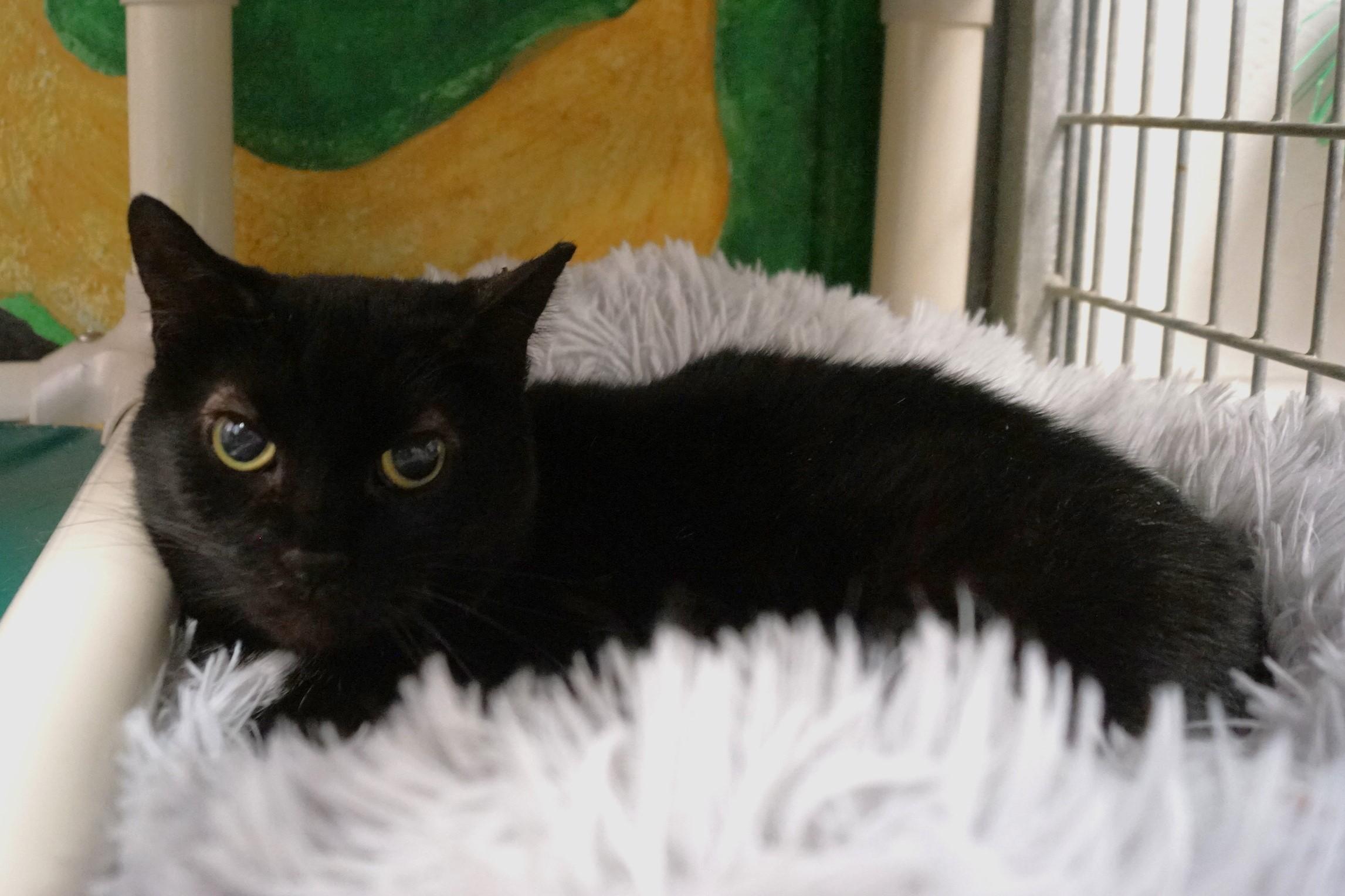 Enlarge Cassette, a Adoptable Domestic Short Hair in New Milford, CT image 4/6