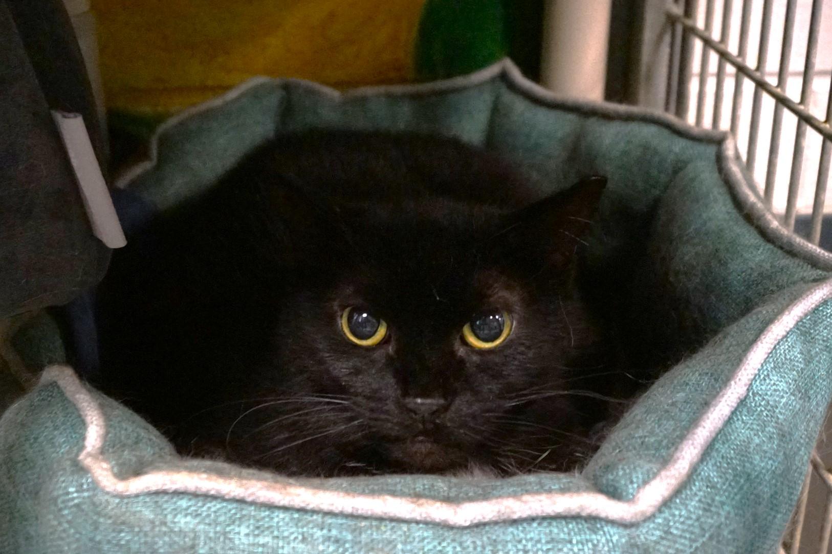 Enlarge Cassette, a Adoptable Domestic Short Hair in New Milford, CT image 5/6