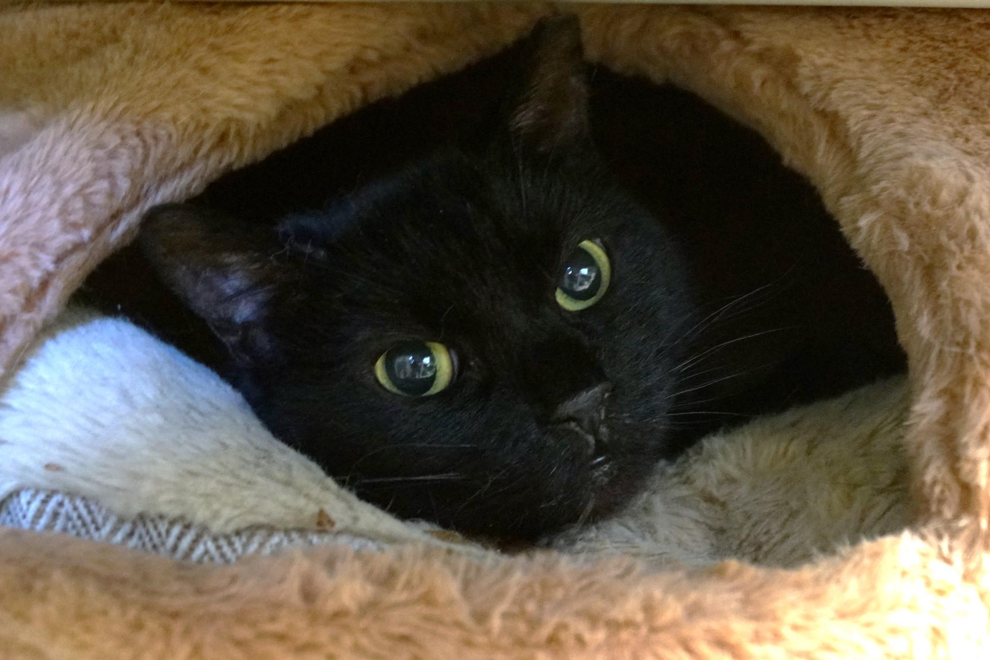 Enlarge Cassette, a Adoptable Domestic Short Hair in New Milford, CT image 1/6