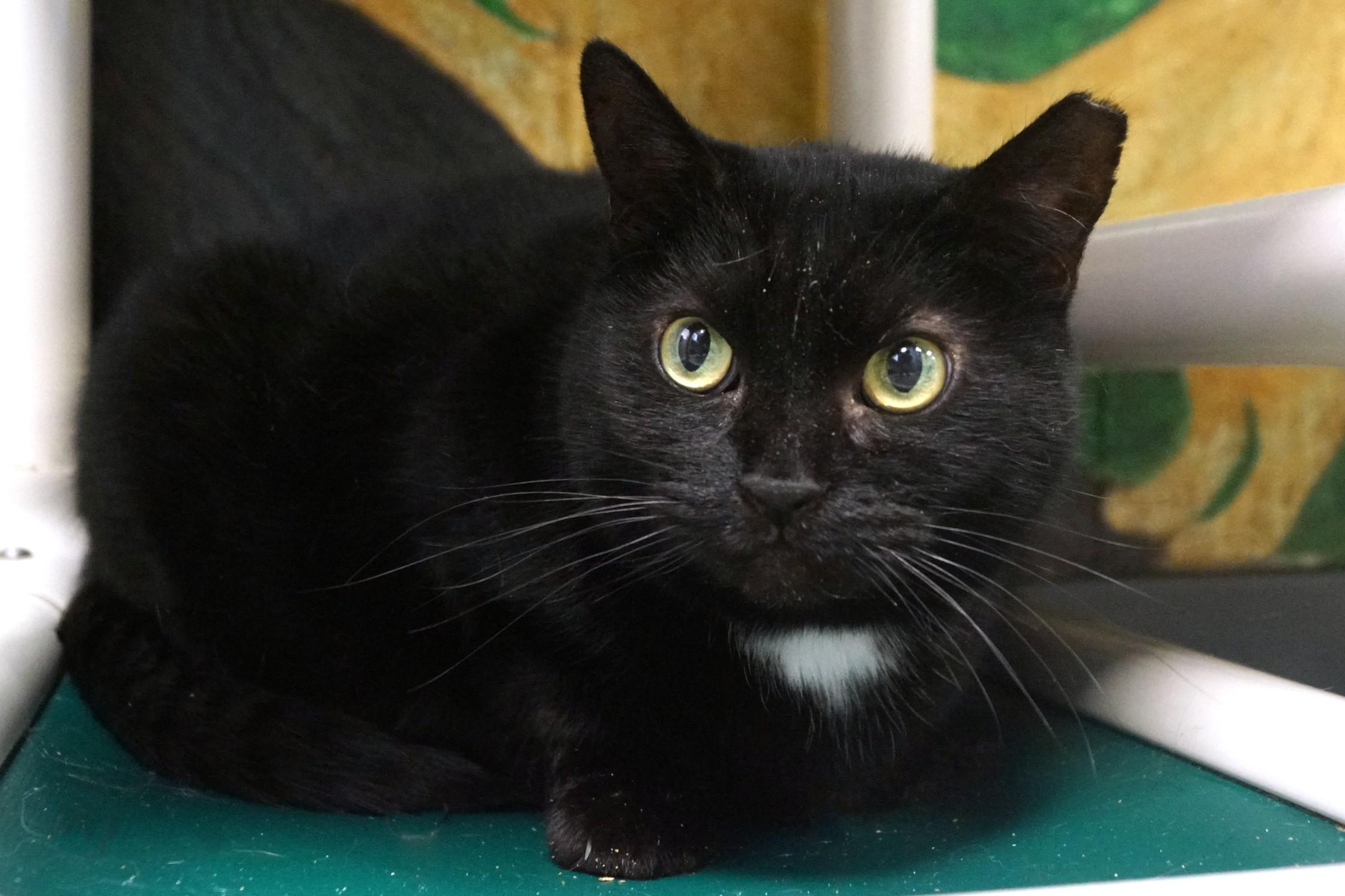 Enlarge Cassette, a Adoptable Domestic Short Hair in New Milford, CT image 1/6