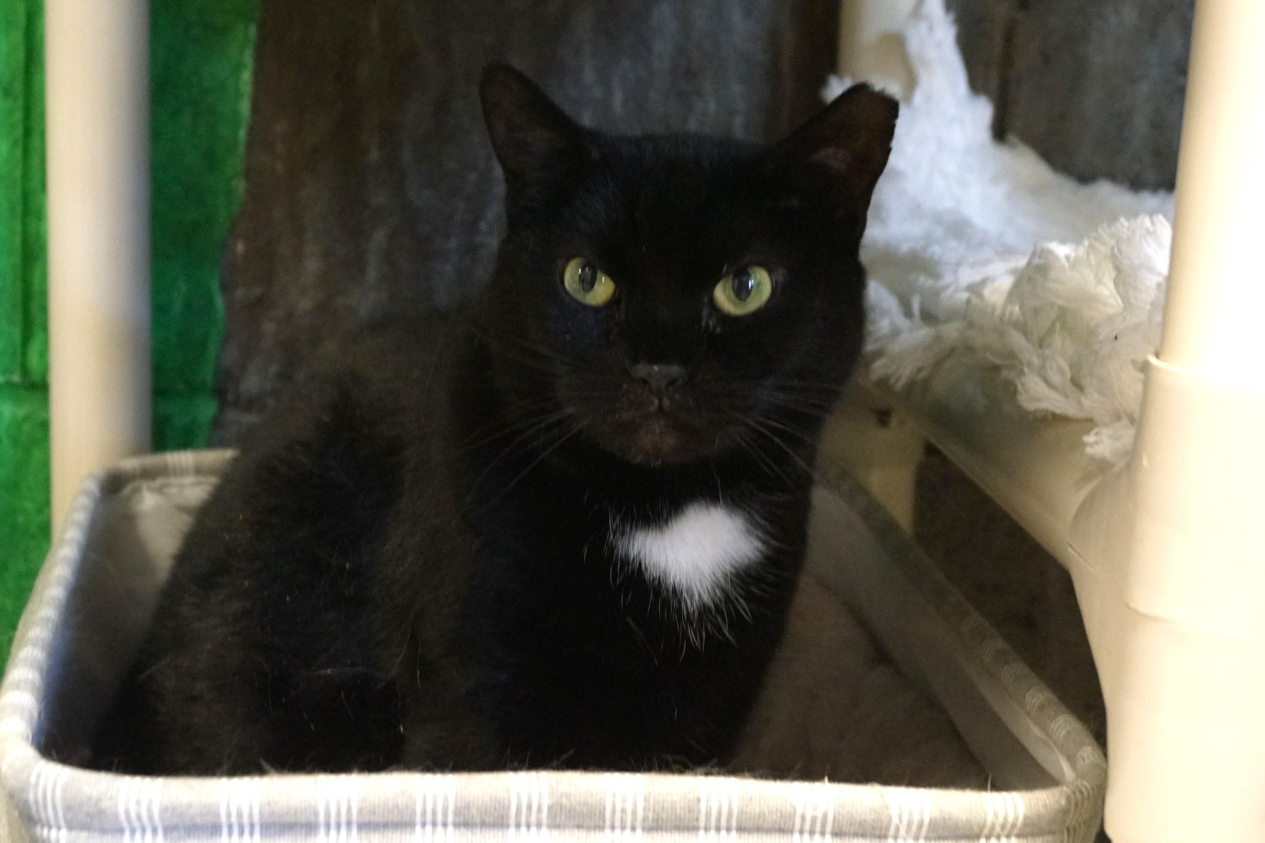 Enlarge Cassette, a Adoptable Domestic Short Hair in New Milford, CT image 4/6