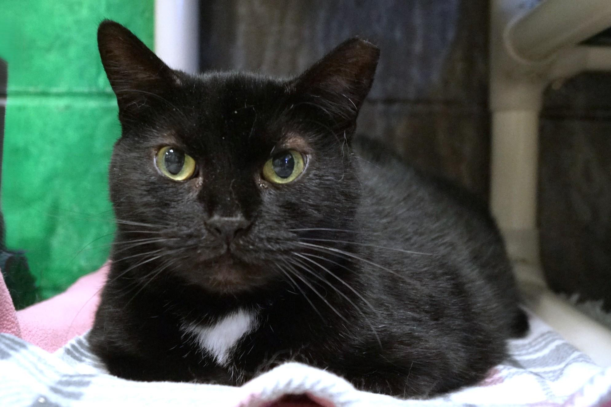 Enlarge Cassette, a Adoptable Domestic Short Hair in New Milford, CT image 2/6