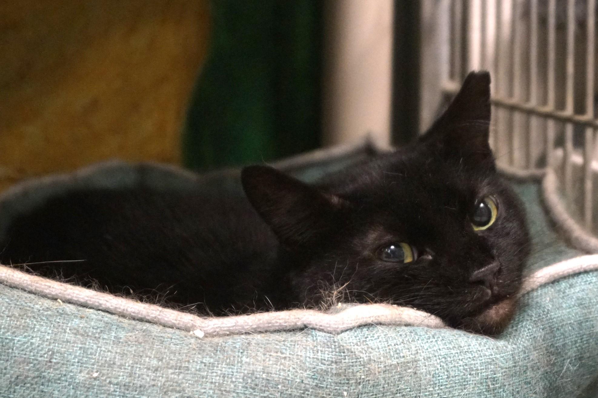 Enlarge Cassette, a Adoptable Domestic Short Hair in New Milford, CT image 5/6