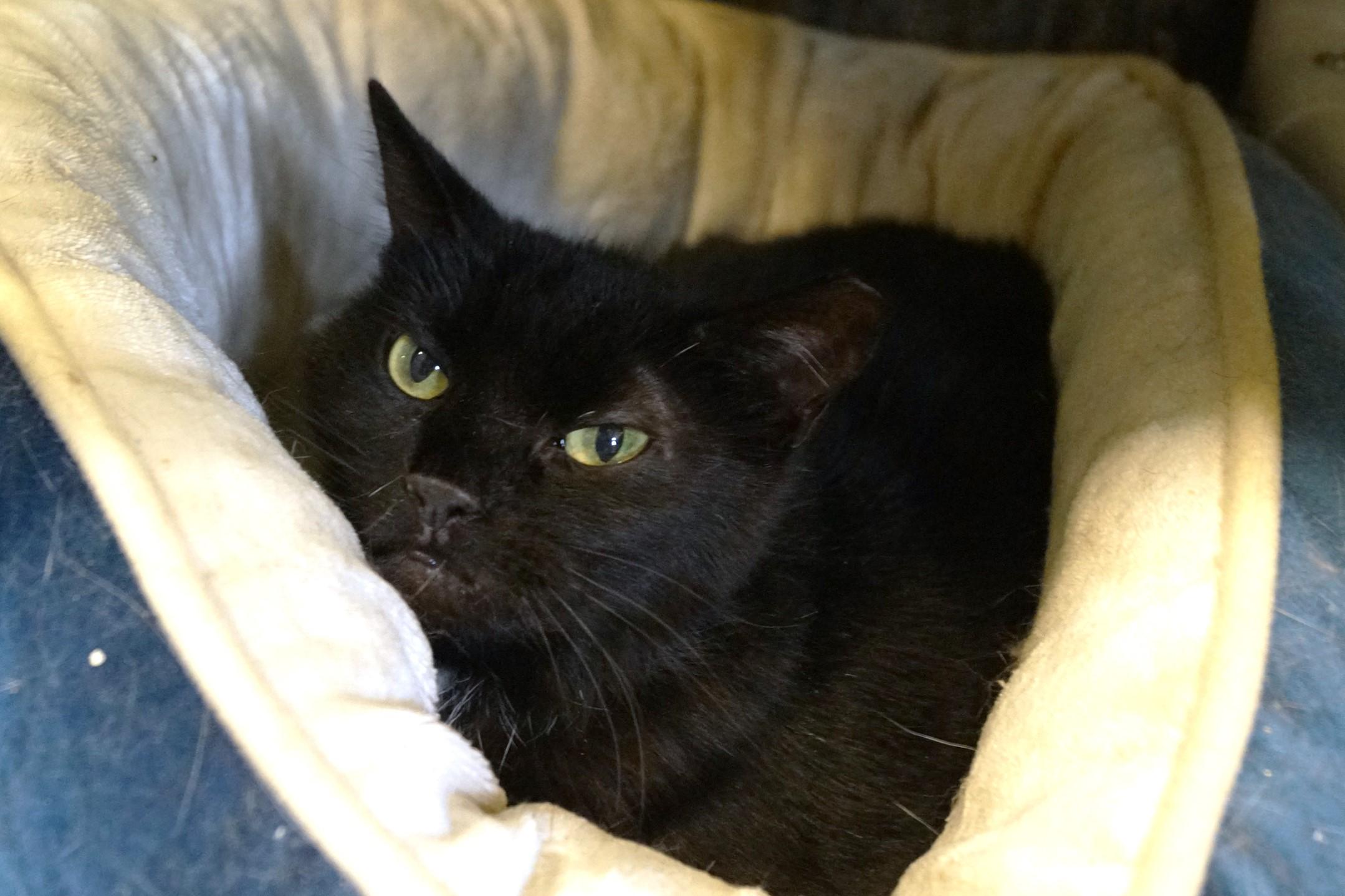 Enlarge Cassette, a Adoptable Domestic Short Hair in New Milford, CT image 6/6