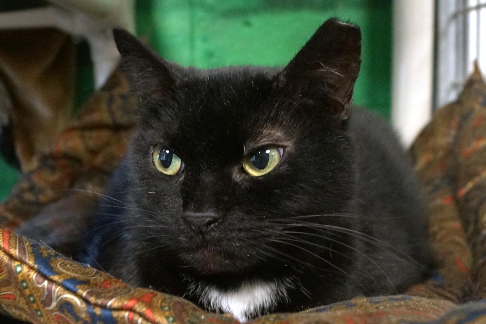 Enlarge Cassette, a Adoptable Domestic Short Hair in New Milford, CT image 3/6