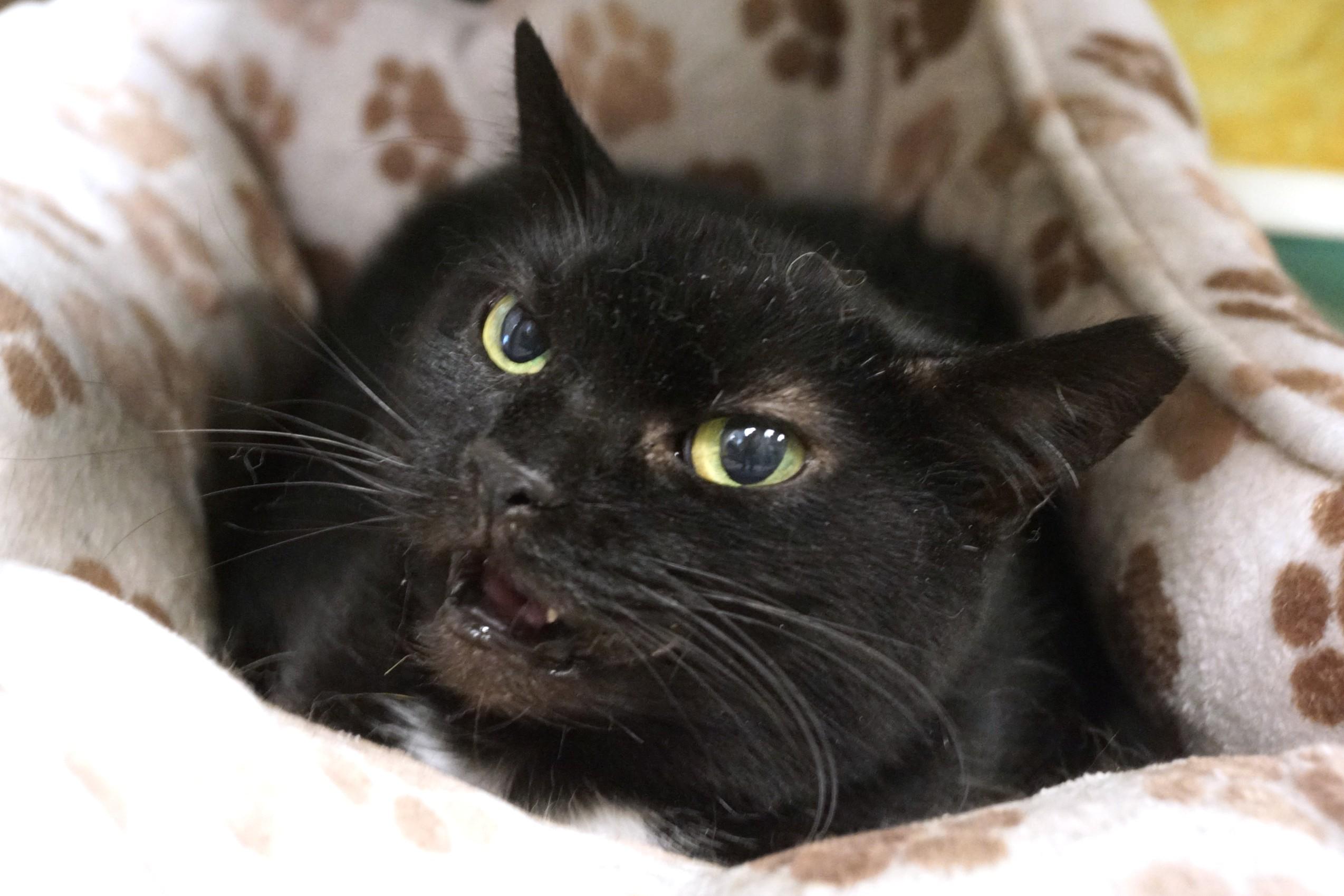 Enlarge Cassette, a Adoptable Domestic Short Hair in New Milford, CT image 6/6
