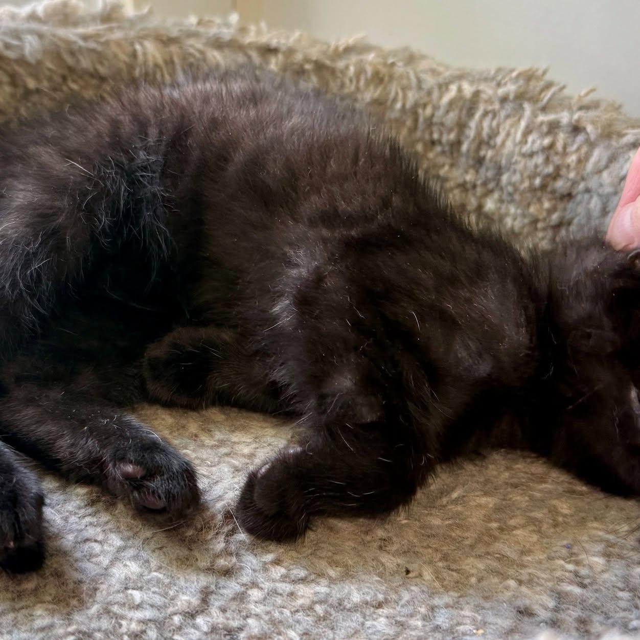 Enlarge Junebug, a Adoptable Domestic Medium Hair in Ashland, OH image 2/6