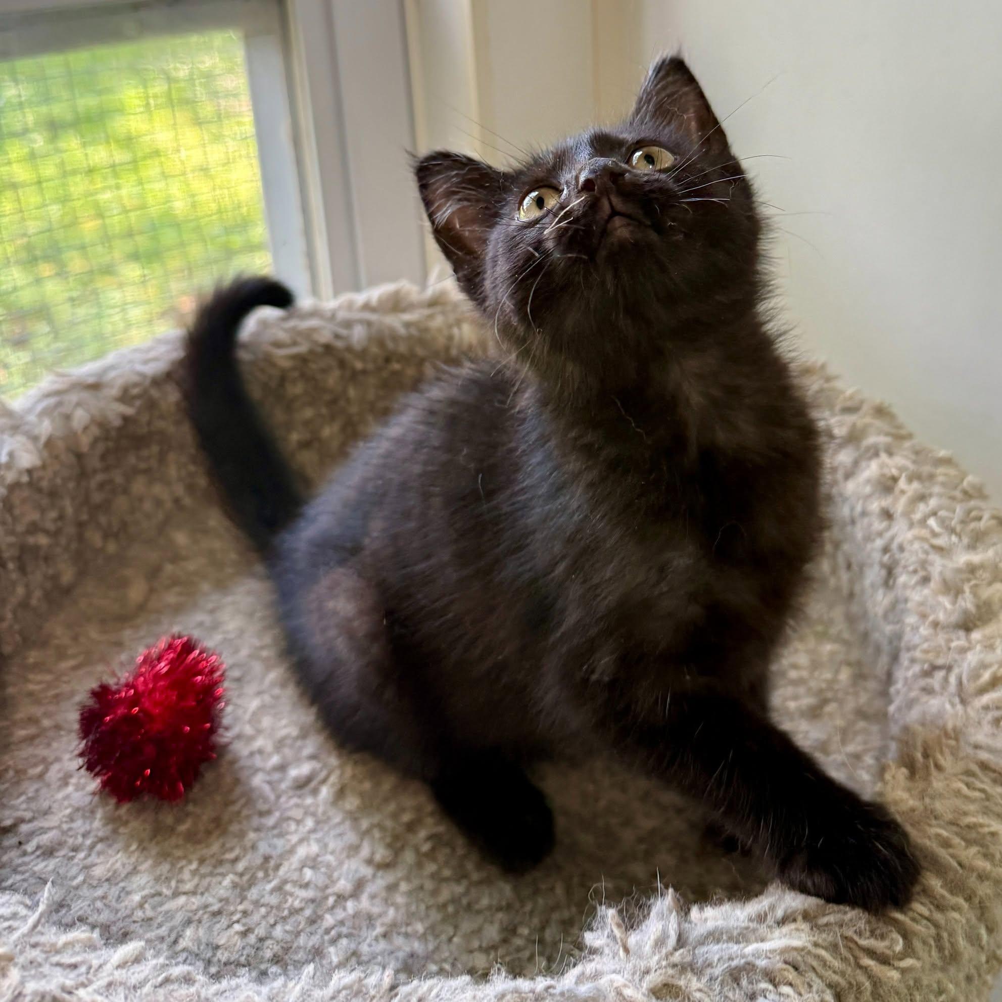 Enlarge Junebug, a Adoptable Domestic Medium Hair in Ashland, OH image 5/6