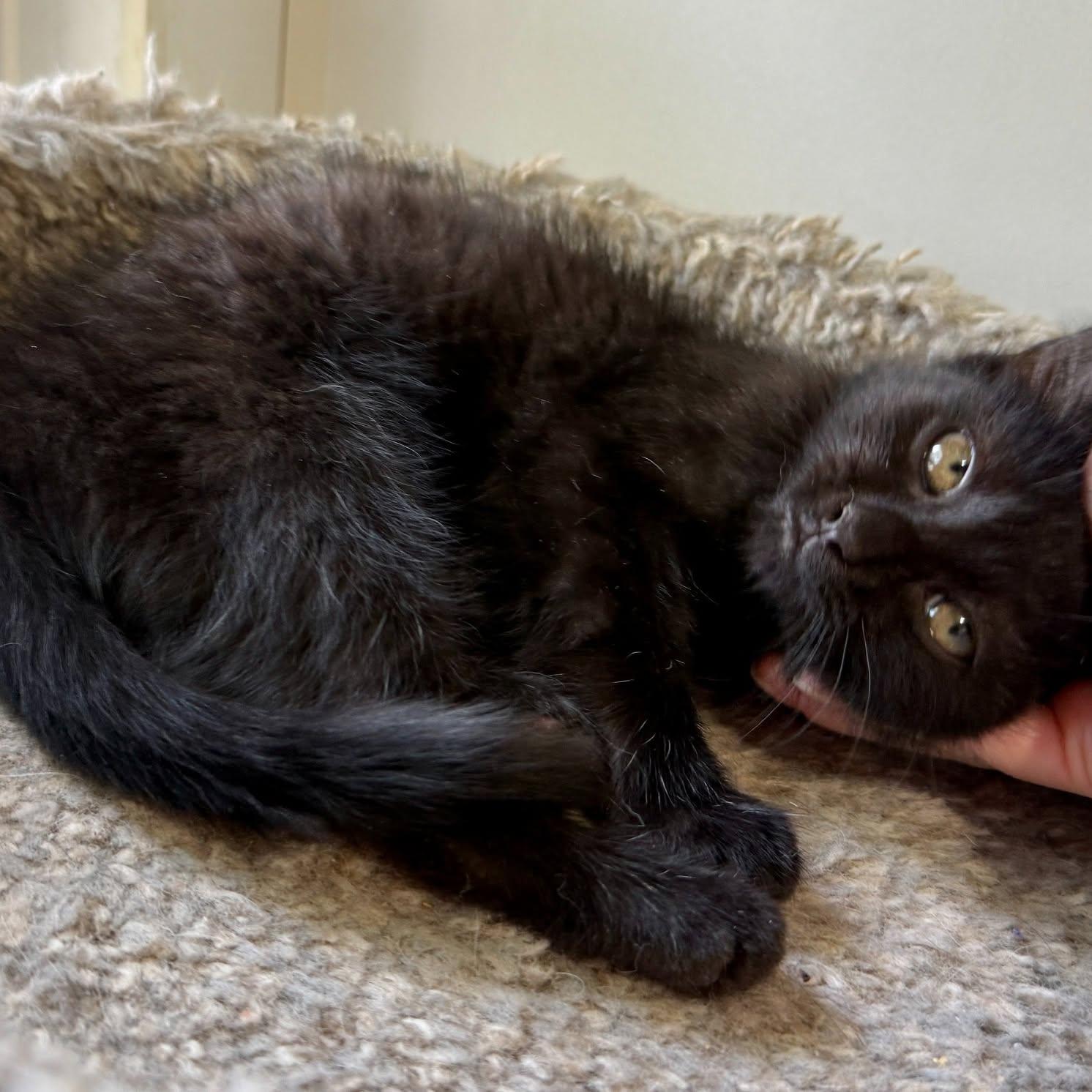 Enlarge Junebug, a Adoptable Domestic Medium Hair in Ashland, OH image 4/6